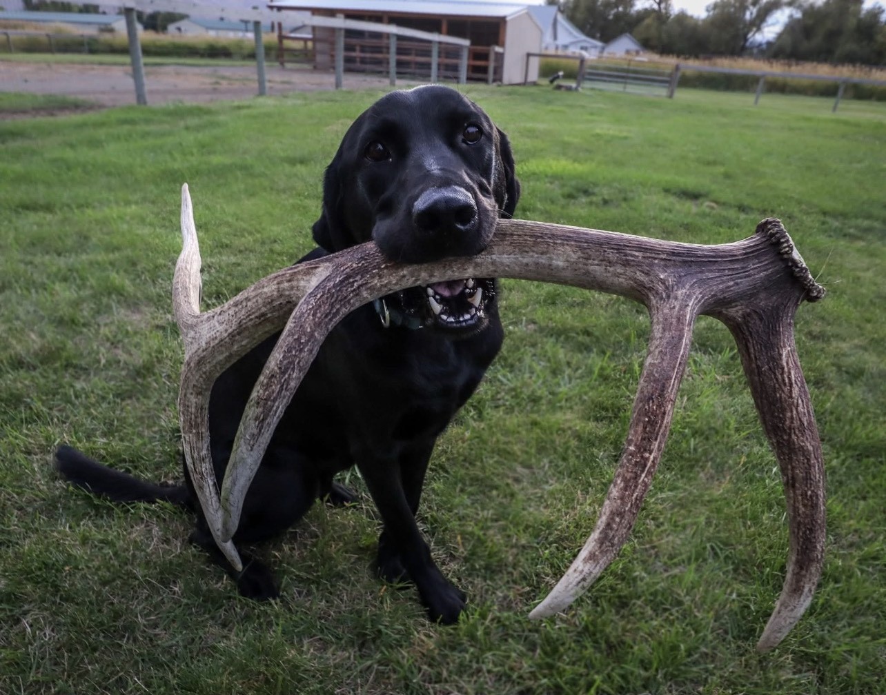 Black Lab holding a large shed antler in its mouth on green grass