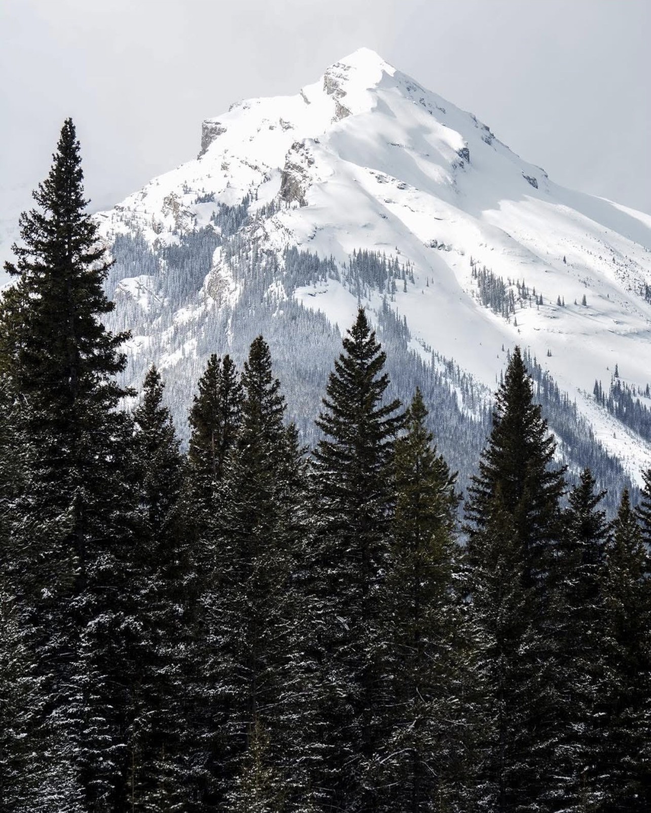 Snow-covered mountain peak rising over evergreen forest